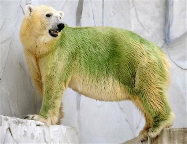 orsi polari verdi